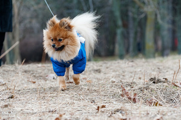 The cute German spitz dog in the blue sweater walking on the park with owner.