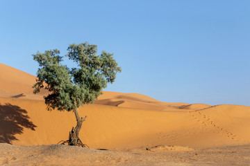 tree growing in sahara desert