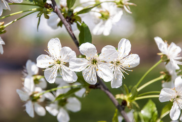 Obraz premium Apple blossom