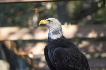 American Bald Eagle looking majestic.