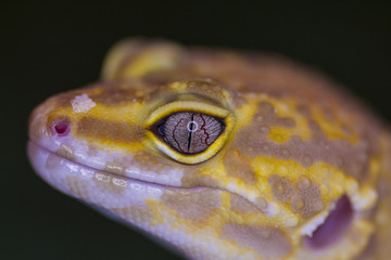 A leopard gecko posing for the camera.