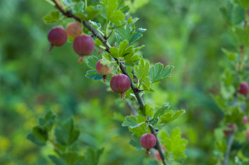 Several berries of gooseberries hang on a bush.