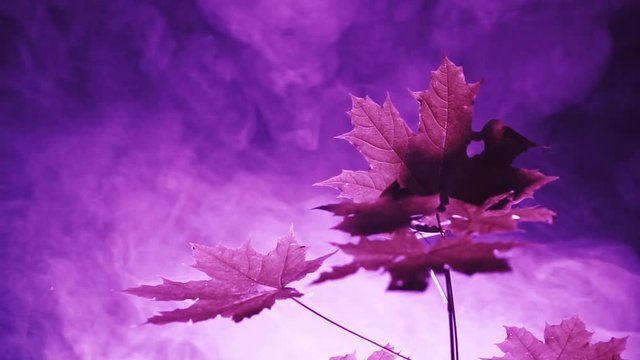 Unknown purple lights and smoke at night in the forest.Maple tree closeup.