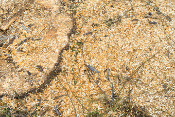 Felled trees near the pond. Stumps, branches and sawdust.