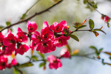 A sweet spring flower on a tree