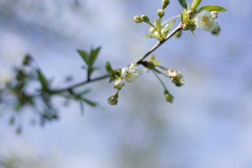 A sweet spring flower on a tree