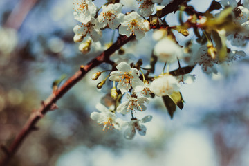 A sweet spring flower on a tree