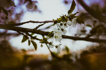 A sweet spring flower on a tree