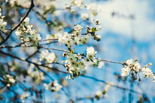 A sweet spring flower on a tree