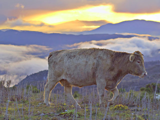 Bautiful scene of a lonely cow pasturing high in the mountains with golden sunset.