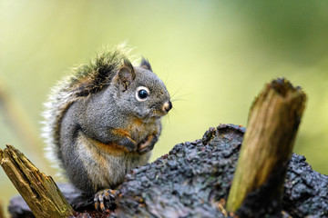 Douglas squirrel (Tamiasciurus douglasii) in the woods