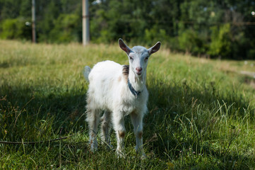 Obraz premium Goats graze in the pasture near the photographer.