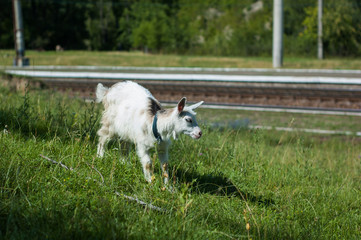 Obraz premium Goats graze in the pasture near the photographer.