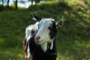 Fototapeta premium Goats graze in the pasture near the photographer.
