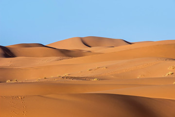 Fototapeta na wymiar golden sand dune in sahara desert