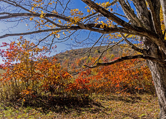Orange leaves, blue skies, and the limbs of a bare tree in fall colors.