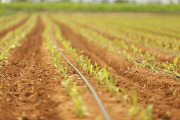 Farm and Vegetation 