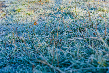Grass covered with a hoarfrost on autumn. Selective focus