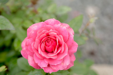 Pink rose growing outside with green garden background
