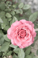 Pink rose growing outside with green garden background