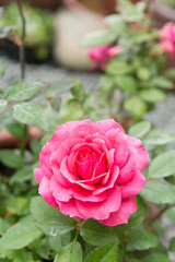 Pink rose growing outside with green garden background