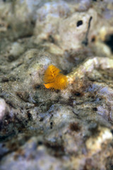 underwater world -yellow  christmas tree worm