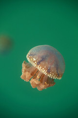 underwater world wanders - phylloriza punctata jellyfish