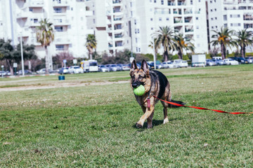 German Shepherd Playing in Park