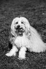 Toy Poodle Dog Portrait in the Park