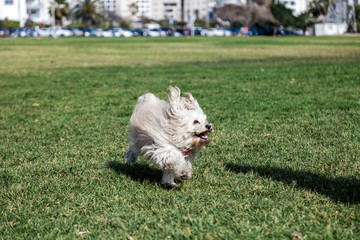 Toy Poodle Running in the Park