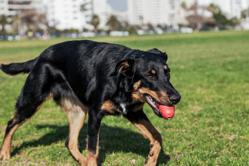 Beauceron with Australian Shepherd Dog Playing in Park