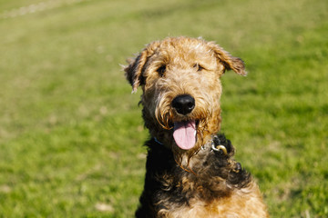 Airdale Terrier Dog Portrait