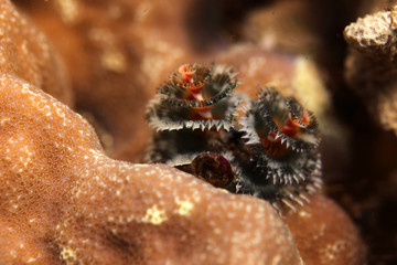 underwater world -  colorful christmas tree worm