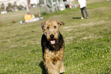 Airdale Terrier Playing in Park