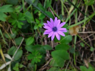 fiore di campo