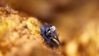 underwater world -  blue christmas tree worm