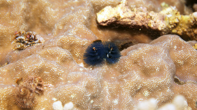 underwater world -  blue christmas tree worm