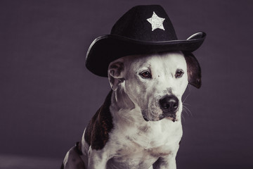 Cowboy Sheriff Pit Bull Dog