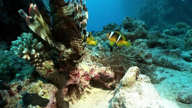 Giant predator Common lionfish Pterois volitans hunts for fish in Red sea. Sharp fins. Relax underwater video about devourer of marine inhabitants.