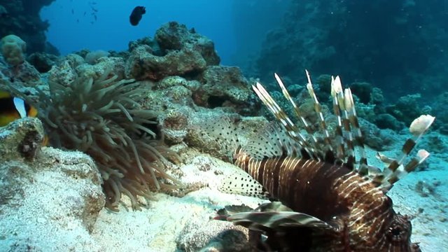 Giant predator Common lionfish Pterois volitans hunts for fish in Red sea. Sharp fins. Relax underwater video about devourer of marine inhabitants.