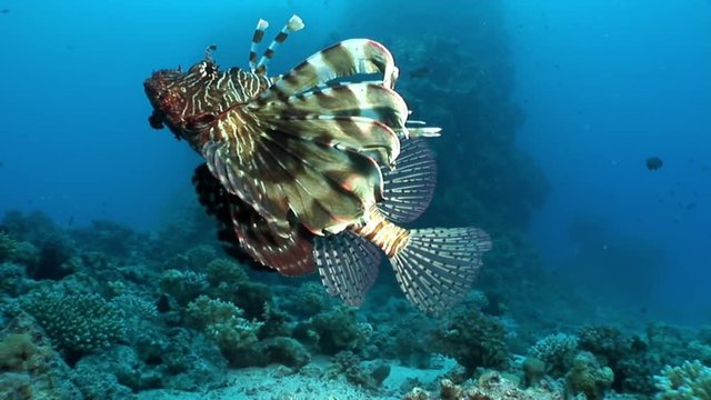 Giant predator Common lionfish Pterois volitans hunts for fish in Red sea. Sharp fins. Relax underwater video about devourer of marine inhabitants.