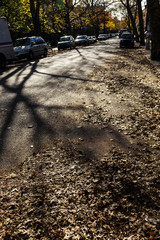 Autumn Brooklyn Street