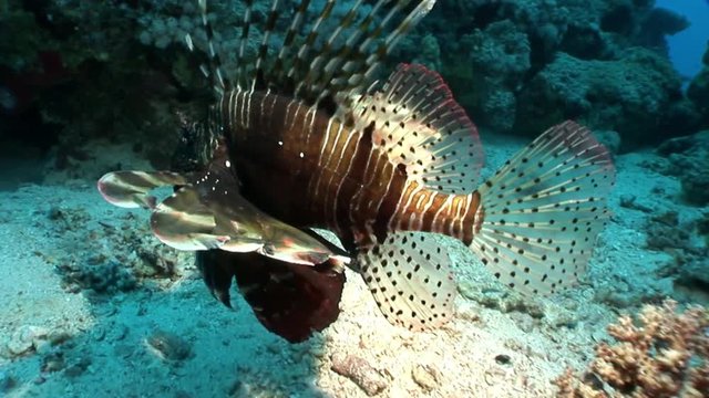 Giant predator Common lionfish Pterois volitans hunts for fish in Red sea. Sharp fins. Relax underwater video about devourer of marine inhabitants.