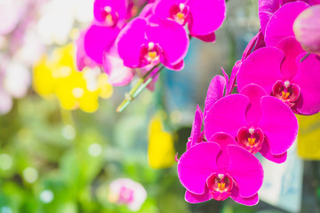 Fototapeta na wymiar Orchid flower in tropical garden. Free from copy space.