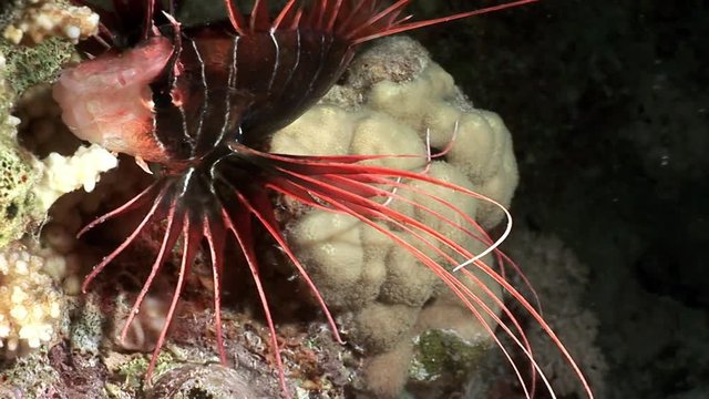 Radiant fish Clearfin lionfish Pterois radiata on sandy bottom of Red sea. Relax underwater video about marine animals.