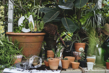 Closeup of plants and pots