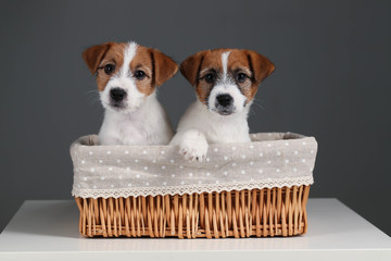 Jack russells in the basket. Close up. Gray background