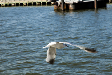 Seagulls over Water