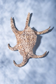 Underwater Shell