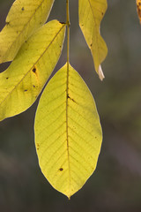 Autumn leaf branch